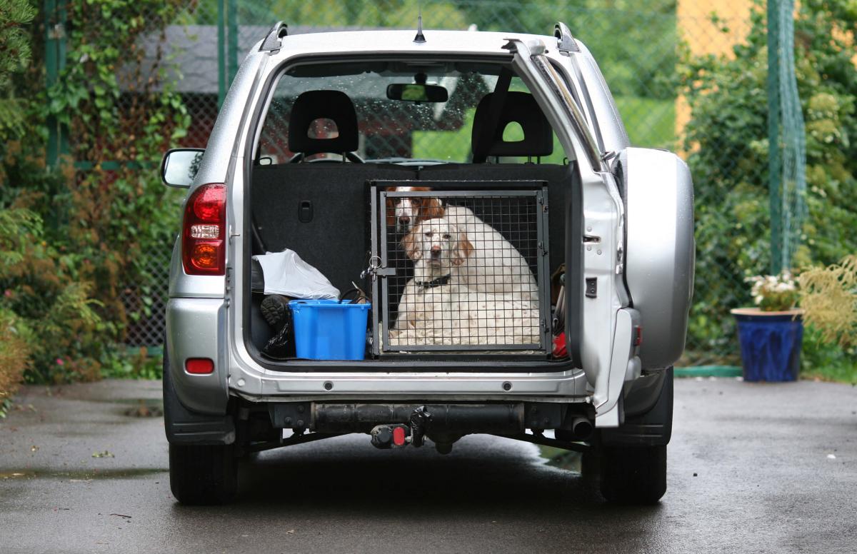 ⭐🏅transport chien voiture 2 en 1 pour animaux de compagnie - monchienchat